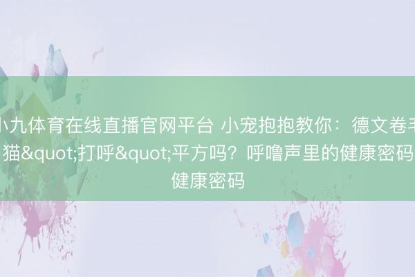 小九体育在线直播官网平台 小宠抱抱教你：德文卷毛猫"打呼"平方吗？呼噜声里的健康密码